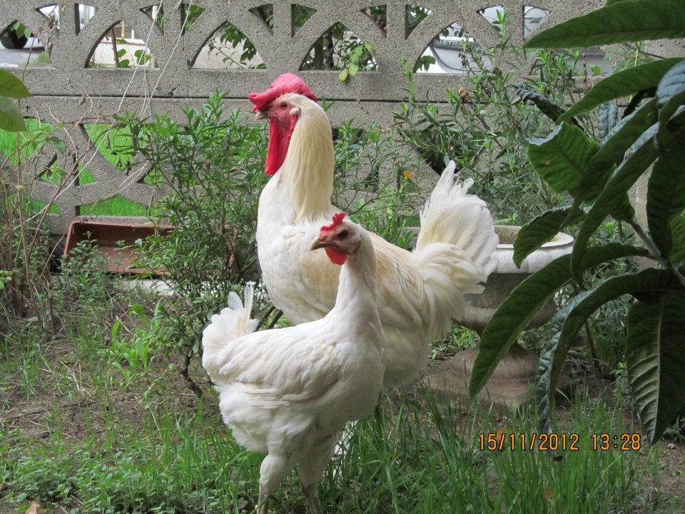 Berat