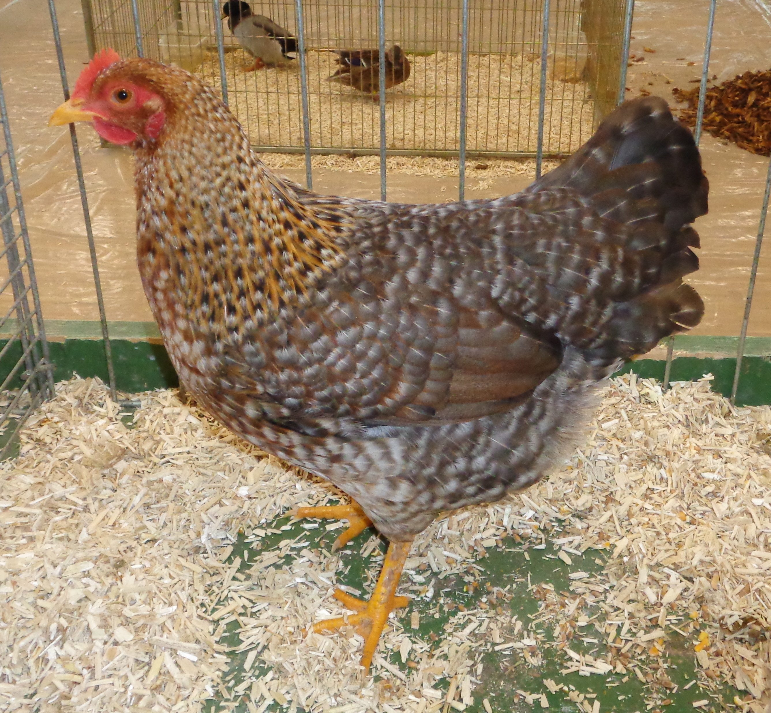 Bielefelder