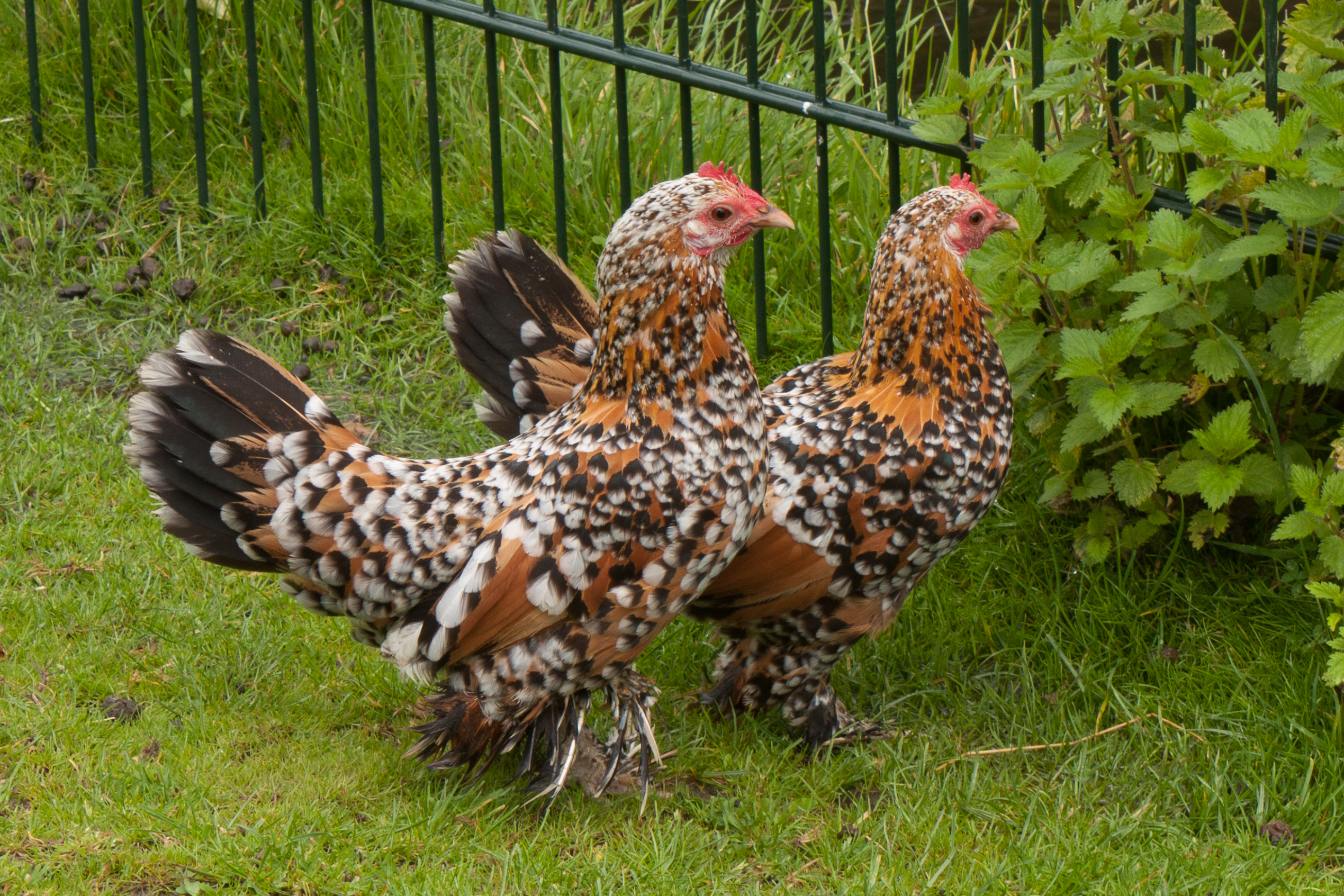 Booted Bantams