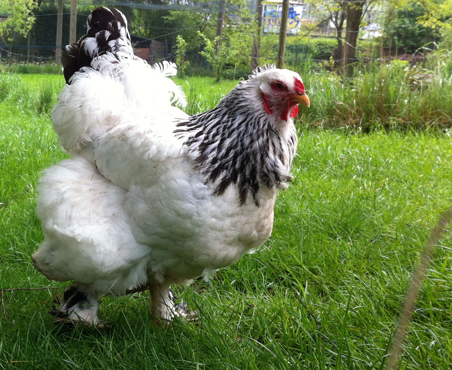 Brahma