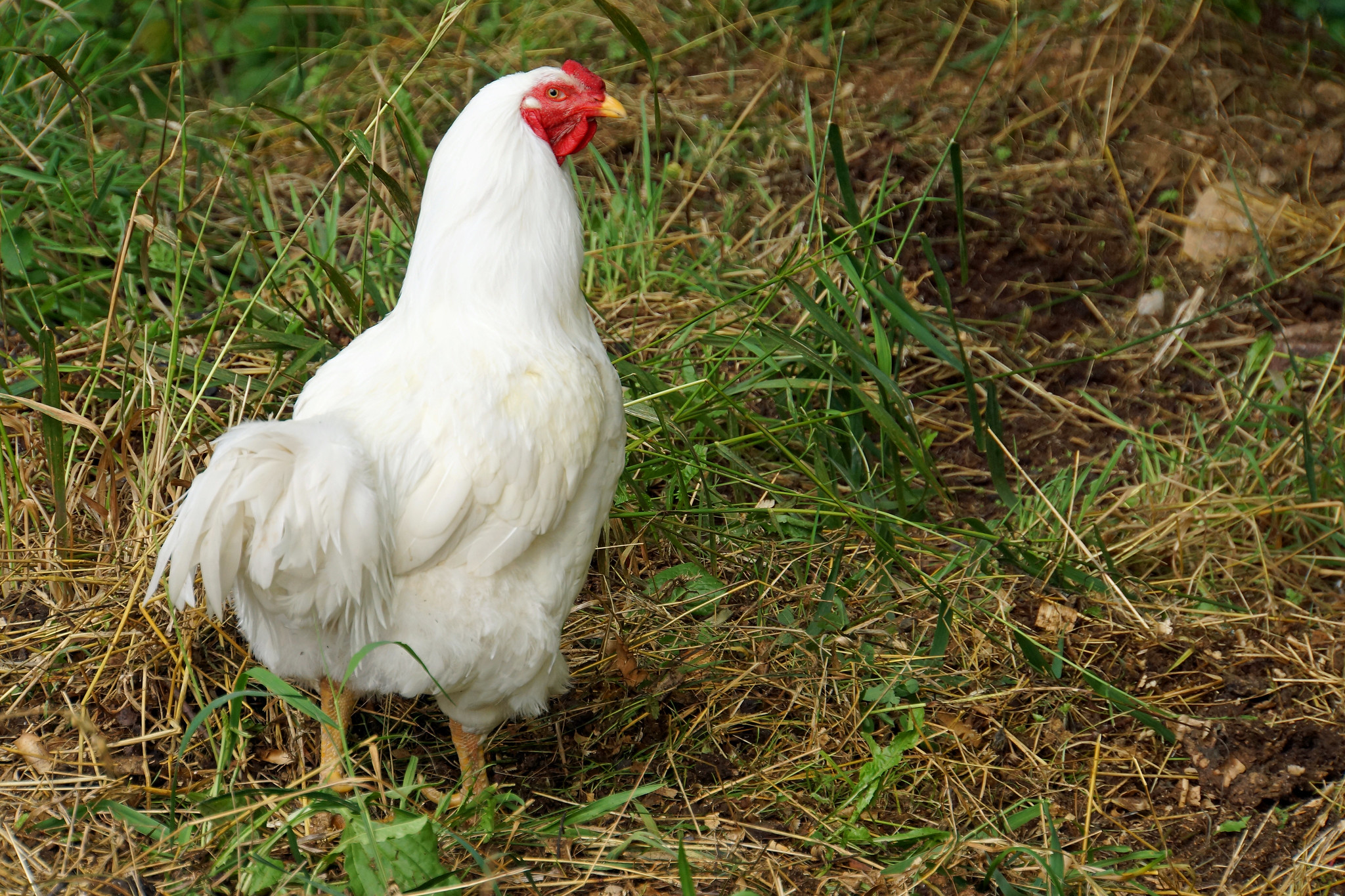 Chantecler