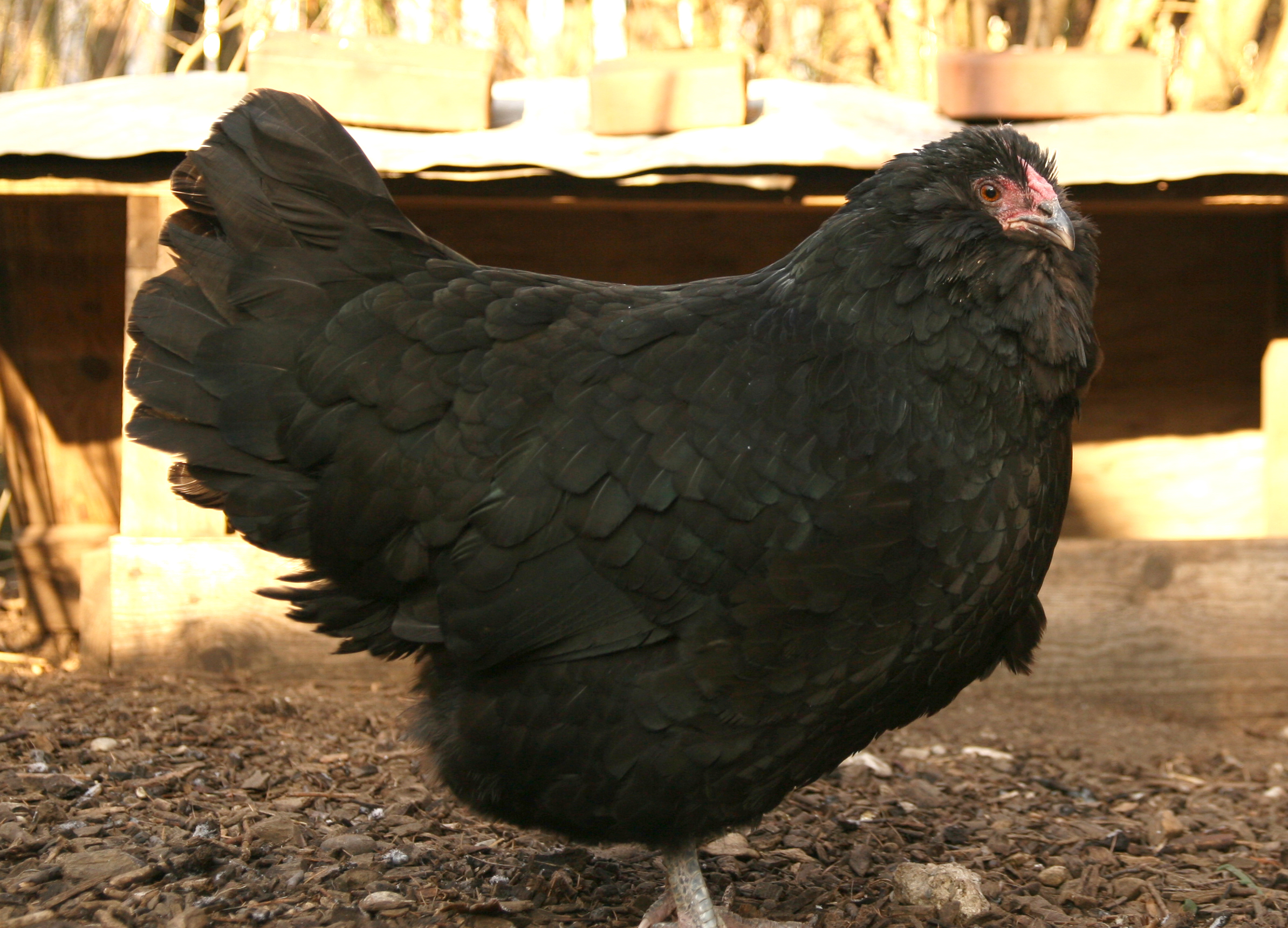 Appenzeller Barthuhner