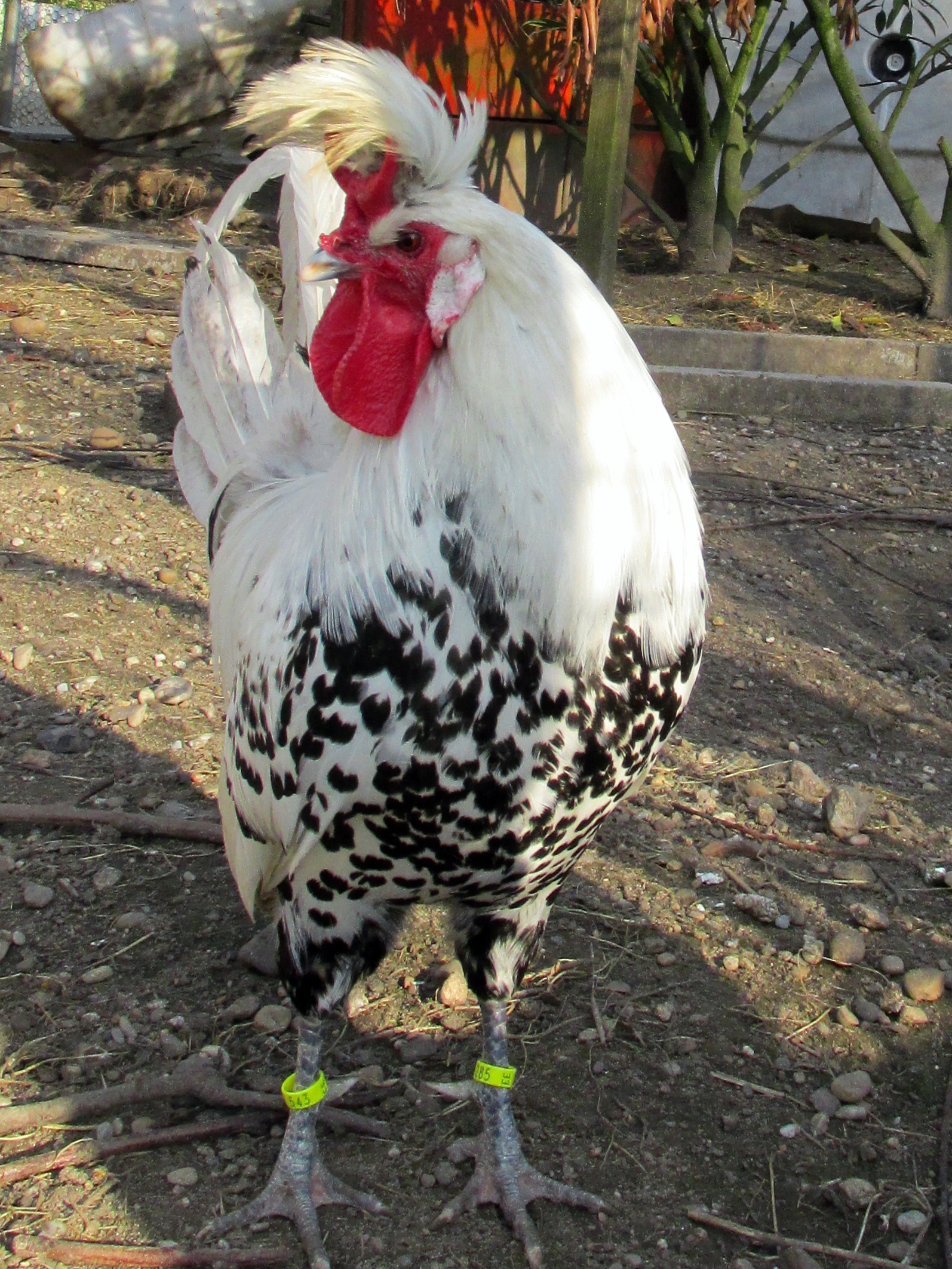 Appenzeller Spitzhauben