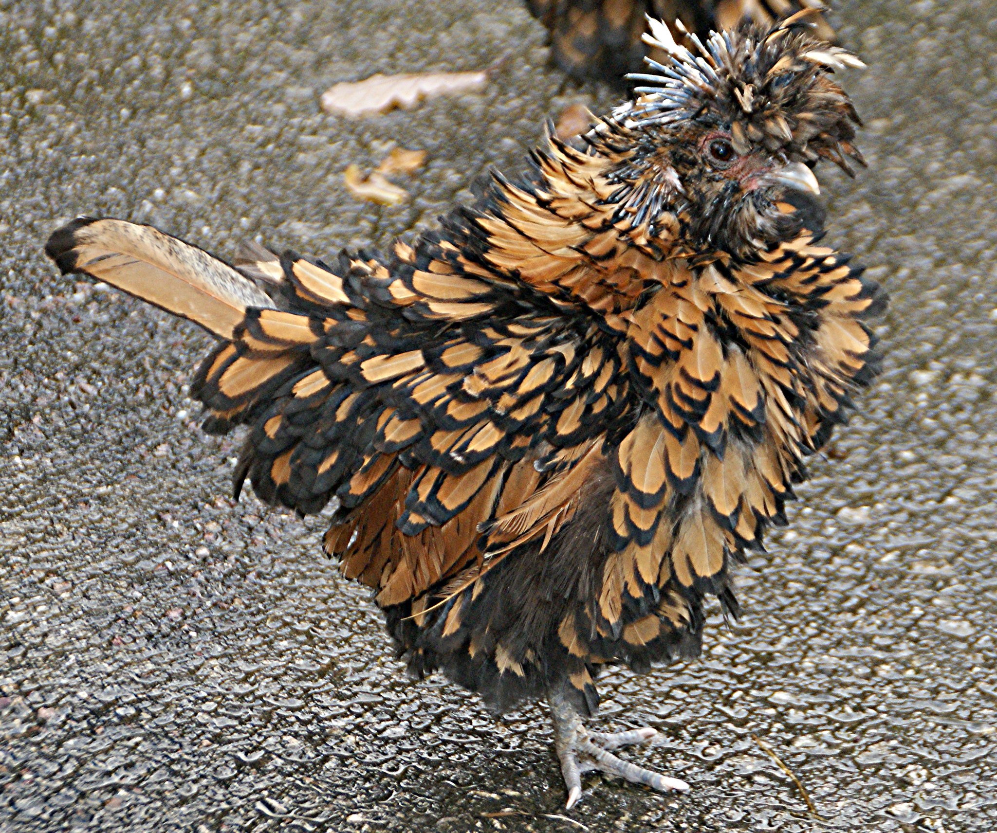 Frizzle