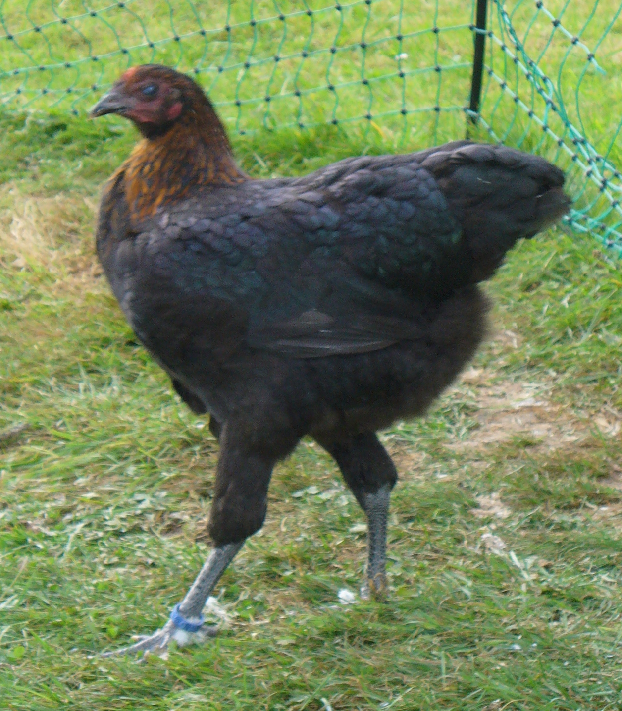 German Langshan