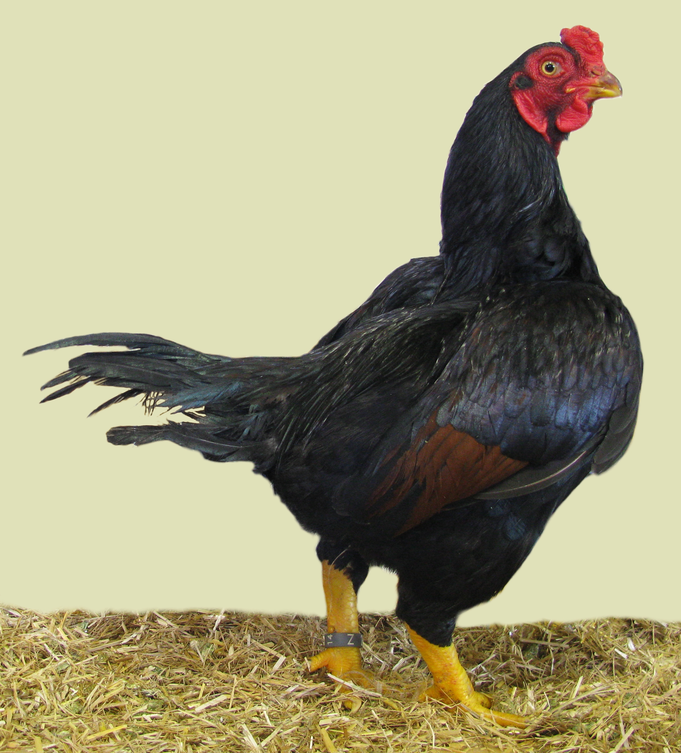 Indian Game (Cornish)