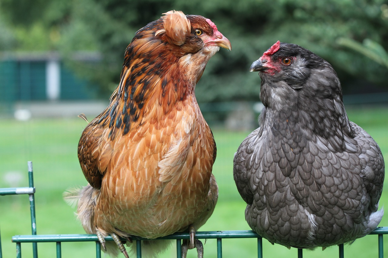 Araucana