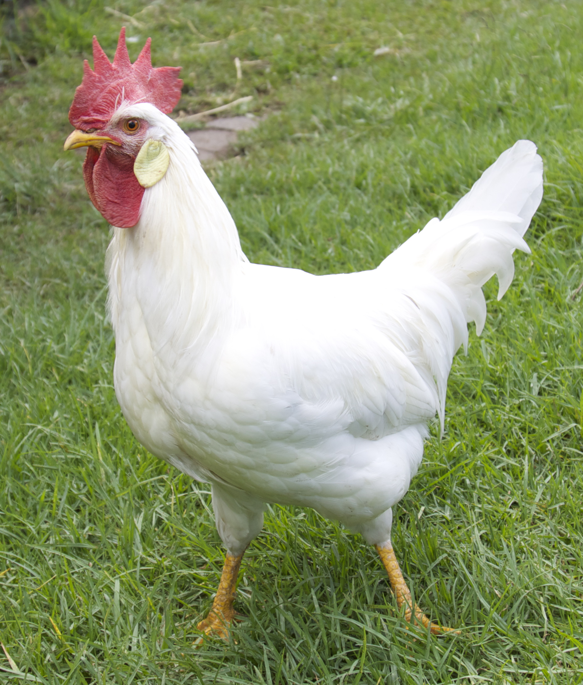 Leghorn