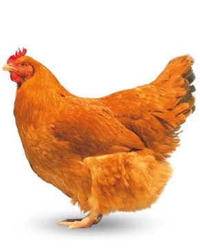 Lincolnshire Buff