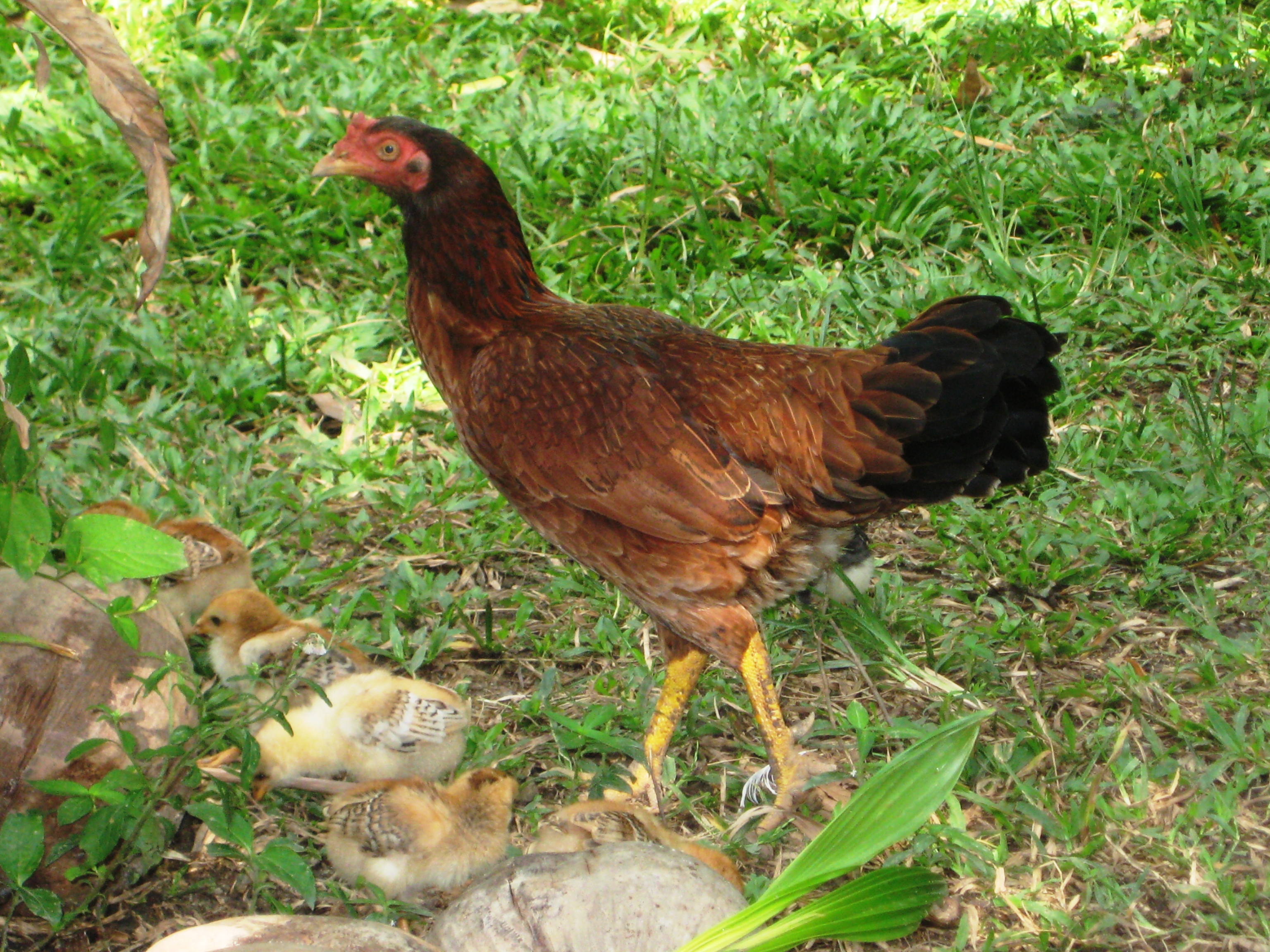 Malay