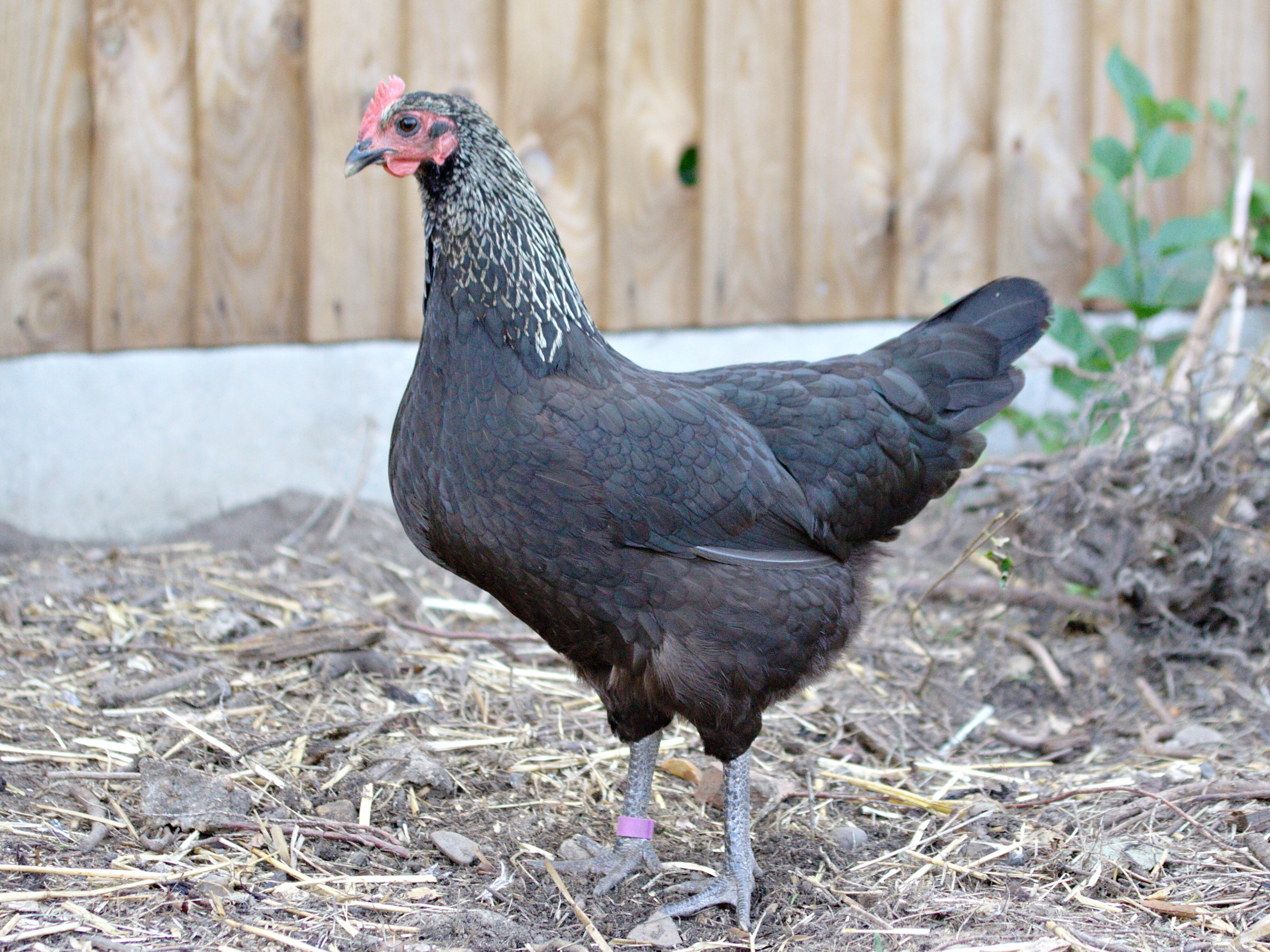 Norfolk Grey