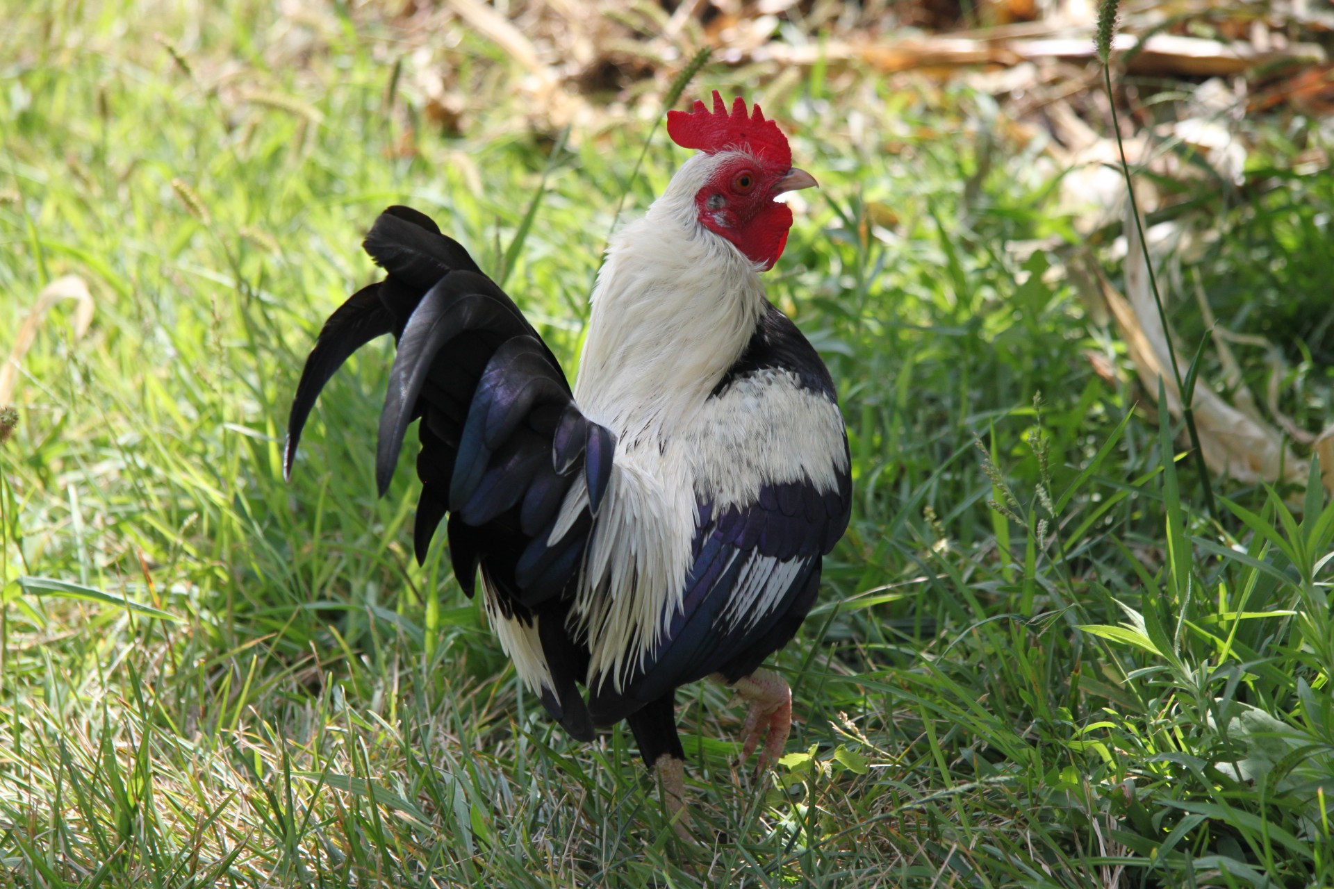 OEG Bantam