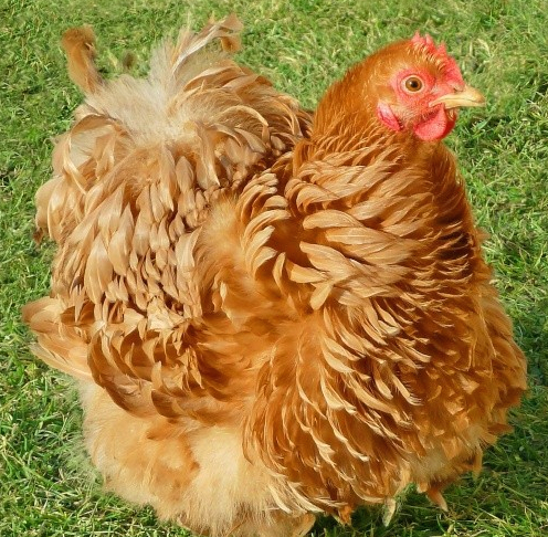 Pekin