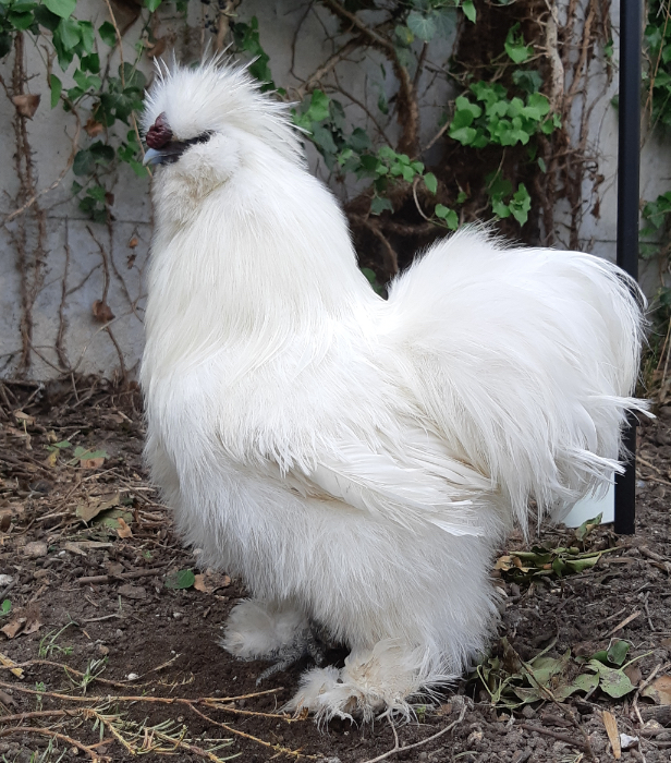Silkie