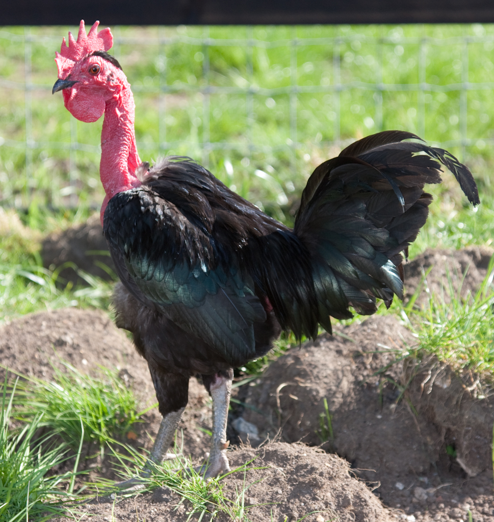 Transylvanian Naked Neck